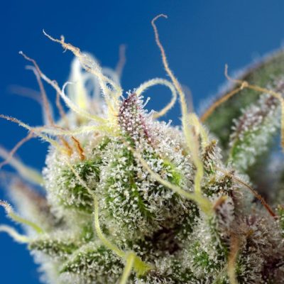 Sweet Cheese XL Auto