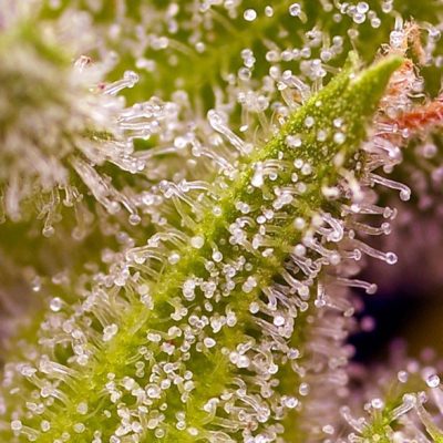 Sweet Cherry Pie