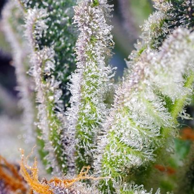 Sweet Mandarine Zkittlez F1 Fast Version