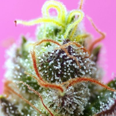 Sweet Mimosa XL Auto