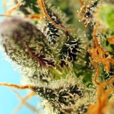 Sweet Zenzation XL Auto