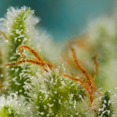 Big Devil XL Auto