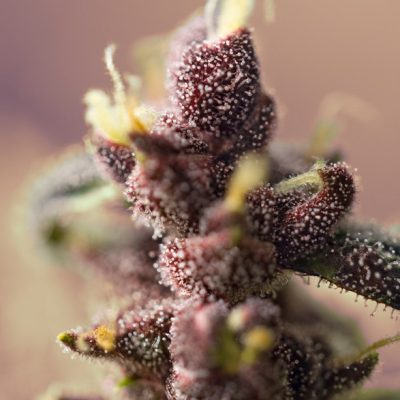 Bloody Skunk Auto