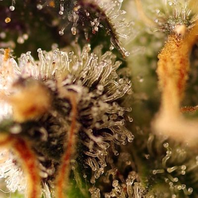 Gorilla Sherbet F1 Fast Version