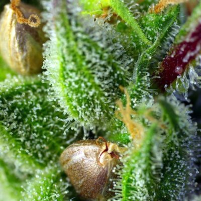 Green Poison