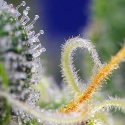 Honey Peach Auto CBD
