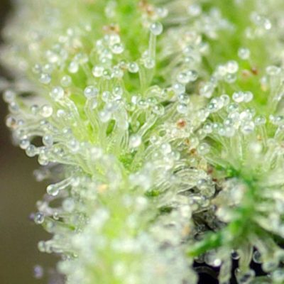 San Fernando Lemon Kush