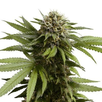 Semillas Royal Queen Seeds de Apple Fritter Auto