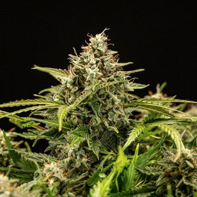 Semillas Royal Queen Seeds de Auto Apollo F1