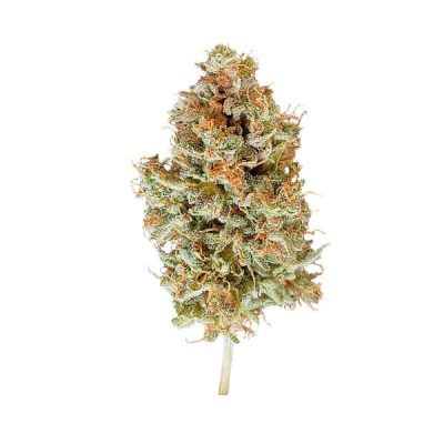 Semillas Royal Queen Seeds de Auto Easy Bud
