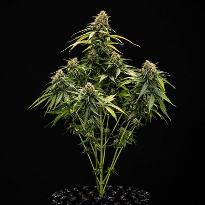 Semillas Royal Queen Seeds de Auto Epsilon F1