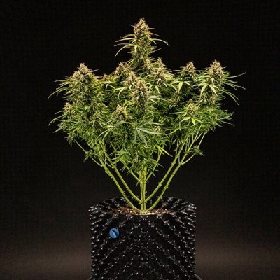 Semillas Royal Queen Seeds de Auto Milky Way F1