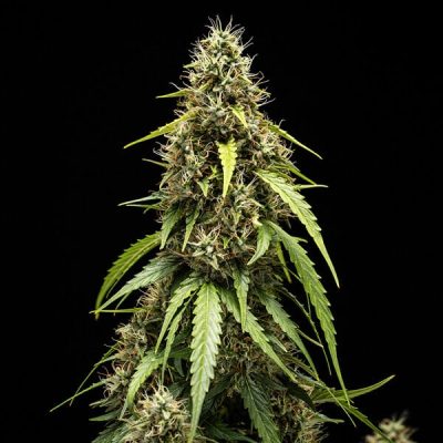 Semillas Royal Queen Seeds de Corkscrew Auto