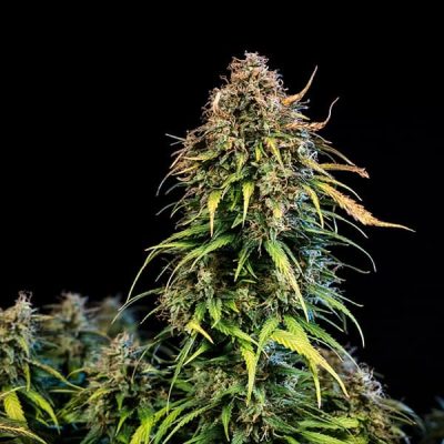 Semillas Royal Queen Seeds de Haze Berry Auto