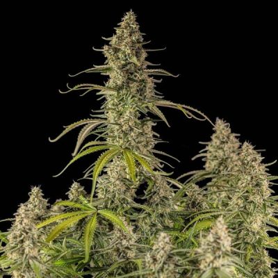 Semillas Royal Queen Seeds de Hyperion F1