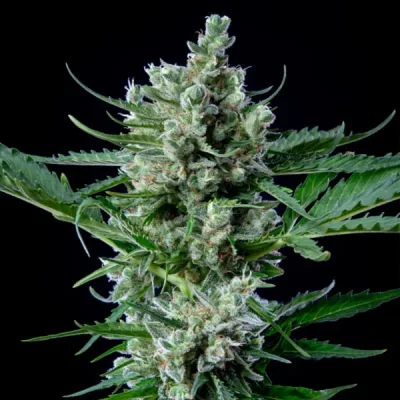 Semillas Royal Queen Seeds de Royal Bluematic