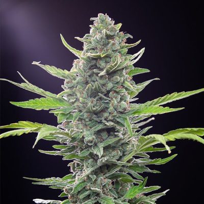 Semillas Royal Queen Seeds de Royal Critical Auto