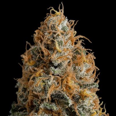 Semillas feminizadas Royal Queen Seeds de Bubble Kush