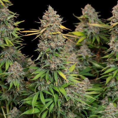 Semillas feminizadas Royal Queen Seeds de Chocolate Haze
