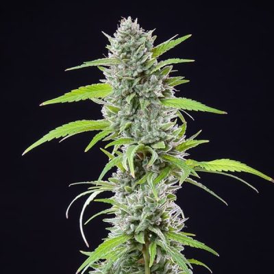 Semillas feminizadas Royal Queen Seeds de El Patron