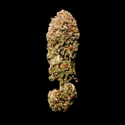 Semillas feminizadas Royal Queen Seeds de Legendary OG Punch