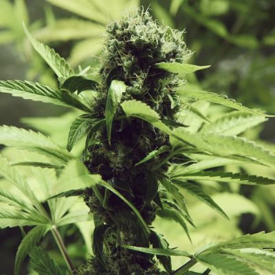Semillas feminizadas Royal Queen Seeds de Northern Light
