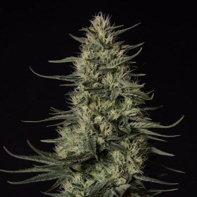 Semillas feminizadas Royal Queen Seeds de Punch Pie