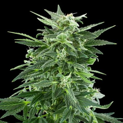 Semillas feminizadas Royal Queen Seeds de Royal AK