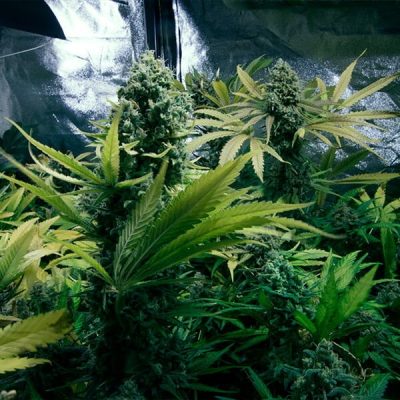 Semillas feminizadas Royal Queen Seeds de Royal Domina