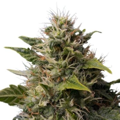 Semillas feminizadas Royal Queen Seeds de Royal Moby