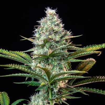 Semillas feminizadas Royal Queen Seeds de Royal Runtz