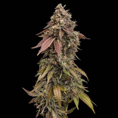 Semillas feminizadas Royal Queen Seeds de Royal Skywalker