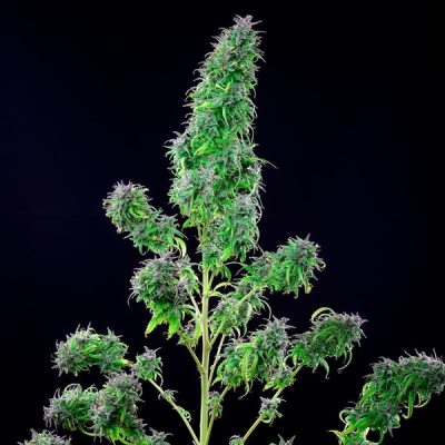 Semillas feminizadas Royal Queen Seeds de Royal THCV