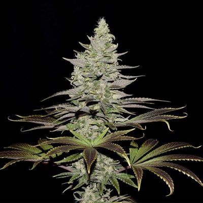 Semillas feminizadas Royal Queen Seeds de Somango XL