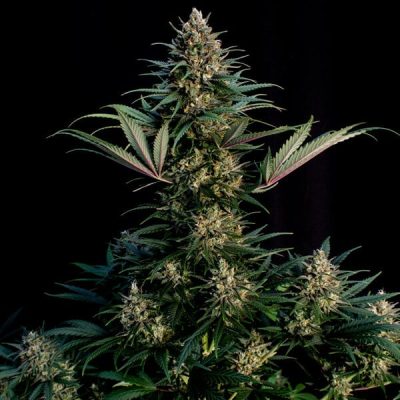 Semillas feminizadas Royal Queen Seeds de Sweet ZZ