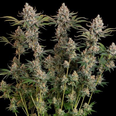 Semillas feminizadas Royal Queen Seeds de Trainwreck