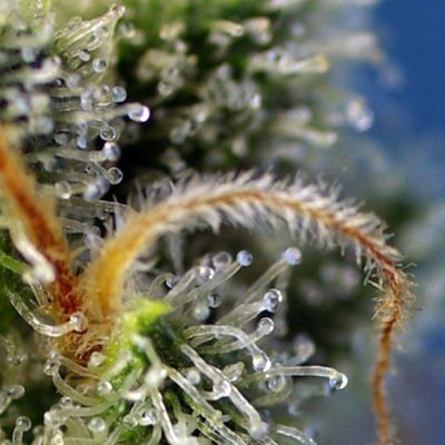Sweet Amnesia Haze