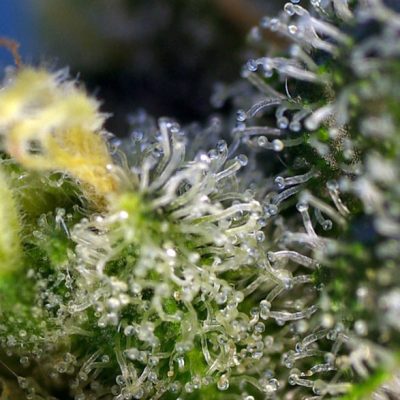 Sweet Amnesia Haze