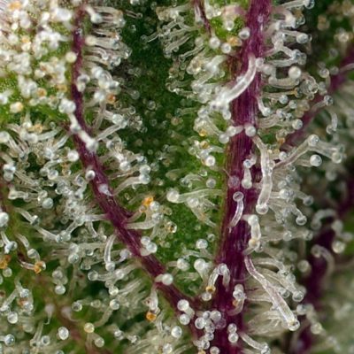 Sweet Cheese XL Auto