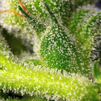 Sweet Pure Auto CBD
