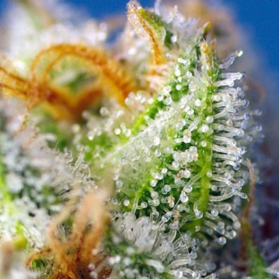 Crystal Candy F1 Fast Version