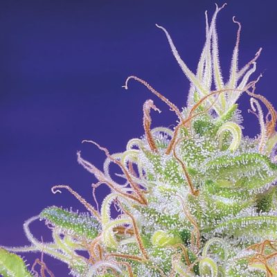 Green Poison
