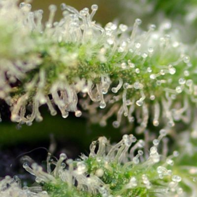 Killer Kush F1 Fast Version