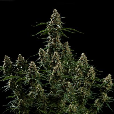 Semillas Royal Queen Seeds de Auto Apollo F1