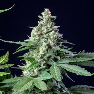 Semillas Royal Queen Seeds de Auto Easy Bud
