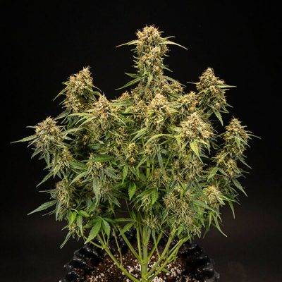 Semillas Royal Queen Seeds de Auto Medusa F1