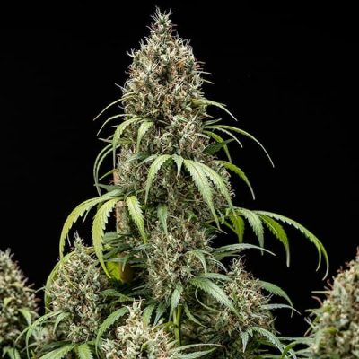 Semillas Royal Queen Seeds de Cookies Gelato Auto