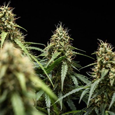 Semillas Royal Queen Seeds de Corkscrew Auto