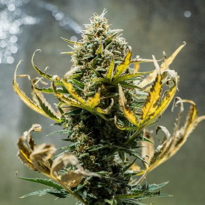 Semillas Royal Queen Seeds de Fat Banana Auto
