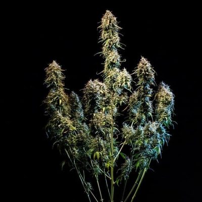 Semillas Royal Queen Seeds de Haze Berry Auto